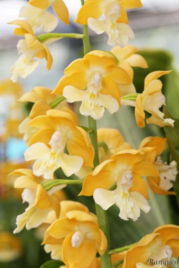 エビネ 蘭裕園 Ranyuen