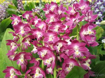 エビネ 蘭裕園 Ranyuen