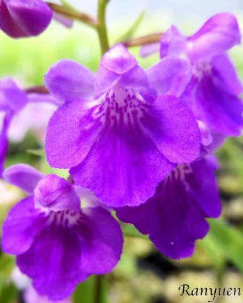 アワチドリ・夢ちどり 蘭裕園 Ranyuen