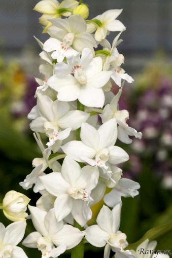 エビネ 蘭裕園 Ranyuen