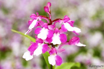 アワチドリ・夢ちどり 蘭裕園 Ranyuen