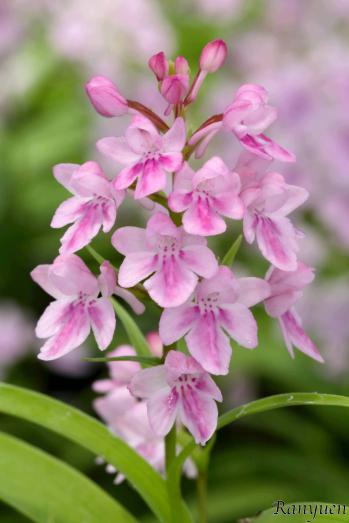 アワチドリ・夢ちどり 蘭裕園 Ranyuen