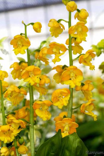 エビネ 蘭裕園 Ranyuen