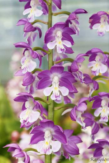 エビネ 蘭裕園 Ranyuen