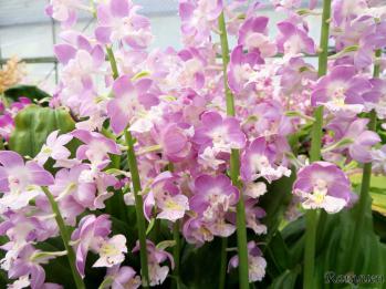 エビネ 蘭裕園 Ranyuen