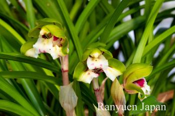 春蘭 蘭裕園 Ranyuen