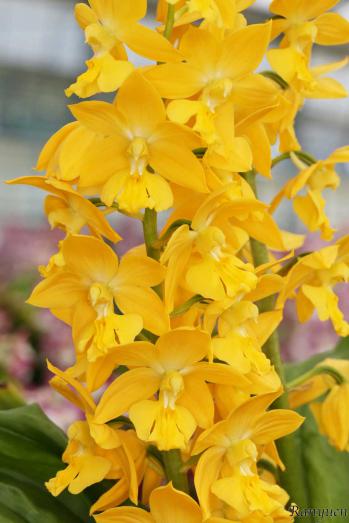 エビネ 蘭裕園 Ranyuen