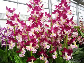 エビネ 蘭裕園 Ranyuen