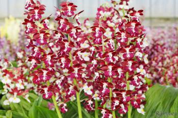 エビネ 蘭裕園 Ranyuen