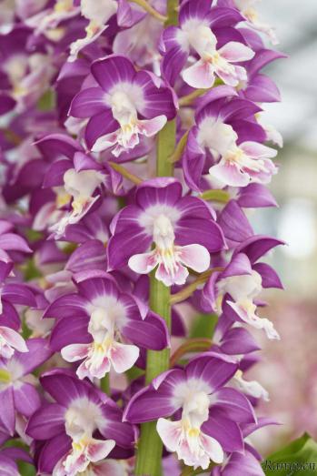 エビネ 蘭裕園 Ranyuen