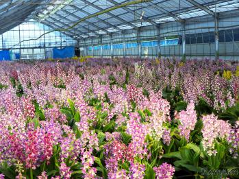 エビネ 蘭裕園 Ranyuen