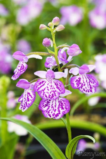 アワチドリ・夢ちどり 蘭裕園 Ranyuen