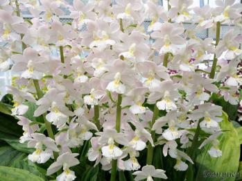 エビネ 蘭裕園 Ranyuen