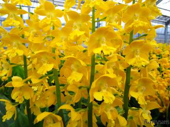 エビネ 蘭裕園 Ranyuen