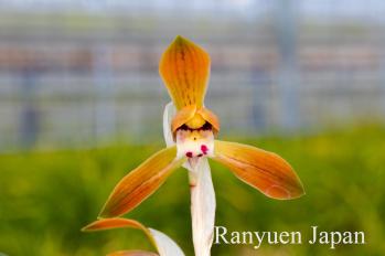 春蘭 蘭裕園 Ranyuen