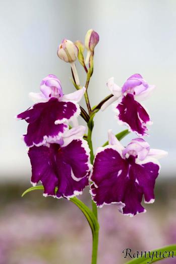 アワチドリ・夢ちどり 蘭裕園 Ranyuen