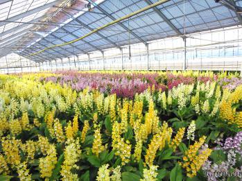 エビネ 蘭裕園 Ranyuen