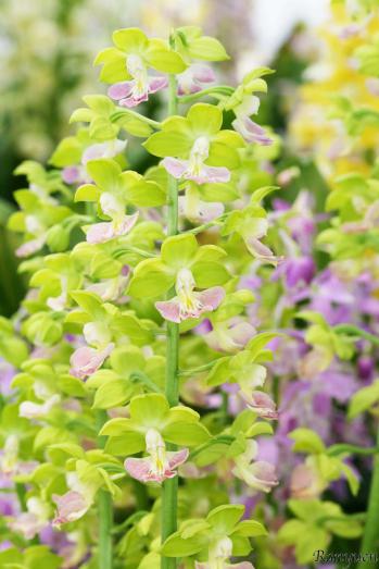 エビネ 蘭裕園 Ranyuen