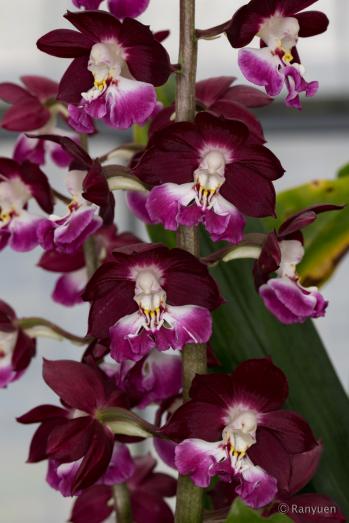 エビネ 蘭裕園 Ranyuen