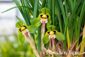 春蘭 蘭裕園 Ranyuen