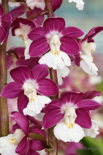 エビネ 蘭裕園 Ranyuen