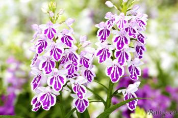 アワチドリ・夢ちどり 蘭裕園 Ranyuen