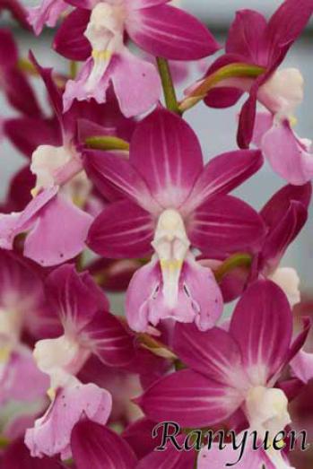 エビネ 蘭裕園 Ranyuen