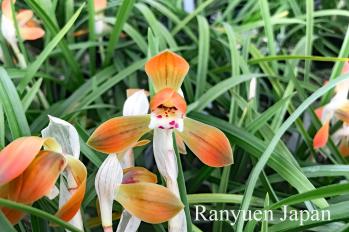 春蘭 蘭裕園 Ranyuen