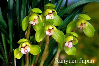 春蘭 蘭裕園 Ranyuen