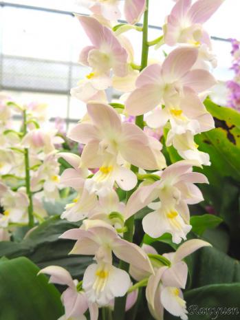 エビネ 蘭裕園 Ranyuen