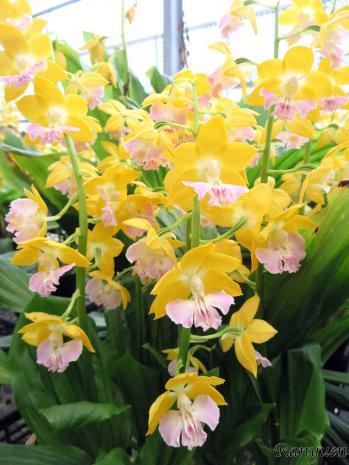 エビネ 蘭裕園 Ranyuen