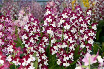 エビネ 蘭裕園 Ranyuen