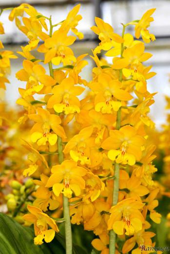 エビネ 蘭裕園 Ranyuen