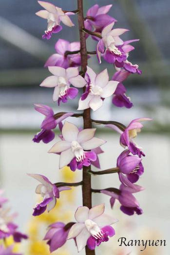 エビネ 蘭裕園 Ranyuen