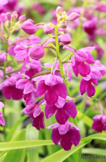 アワチドリ・夢ちどり 蘭裕園 Ranyuen