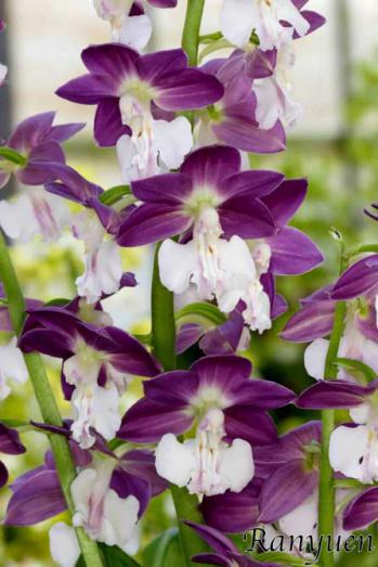 エビネ 蘭裕園 Ranyuen