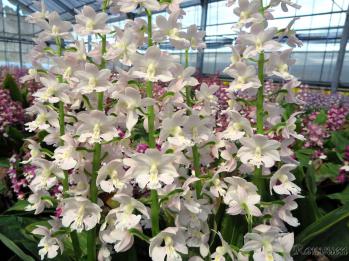 エビネ 蘭裕園 Ranyuen