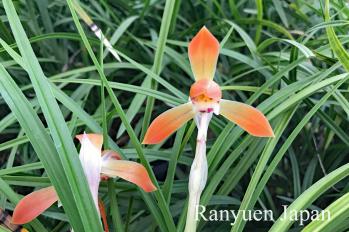 春蘭 蘭裕園 Ranyuen