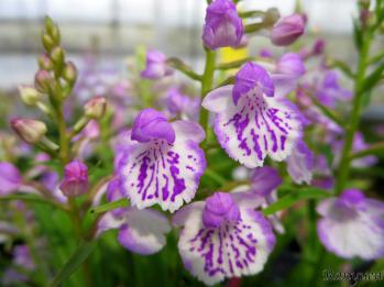 アワチドリ・夢ちどり 蘭裕園 Ranyuen