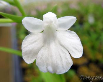 アワチドリ・夢ちどり 蘭裕園 Ranyuen