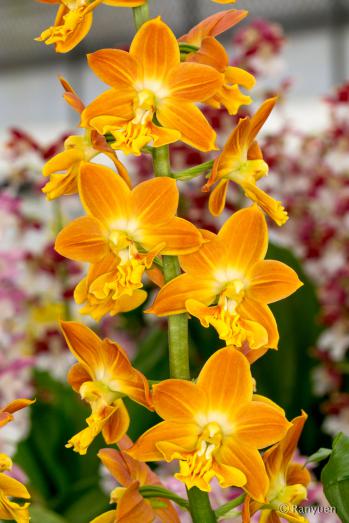 エビネ 蘭裕園 Ranyuen