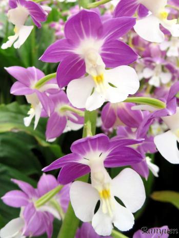 エビネ 蘭裕園 Ranyuen