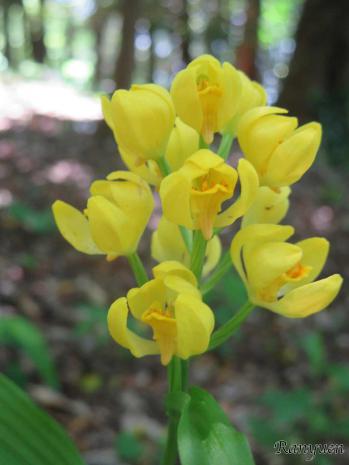 キンラン 蘭裕園 Ranyuen