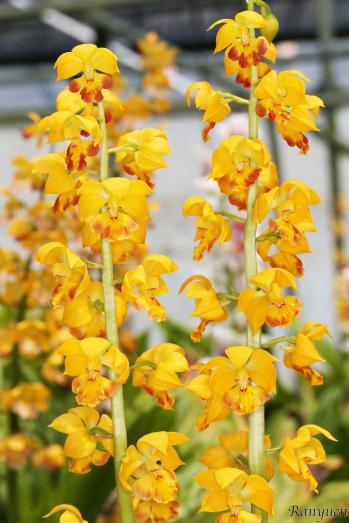 エビネ 蘭裕園 Ranyuen