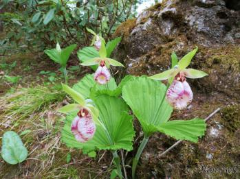 クマガイソウ 蘭裕園 Ranyuen