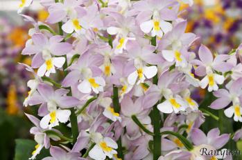 エビネ 蘭裕園 Ranyuen