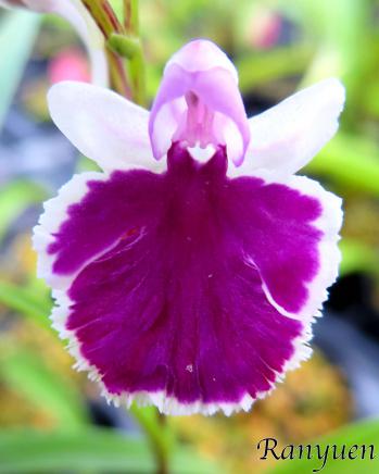 アワチドリ・夢ちどり 蘭裕園 Ranyuen