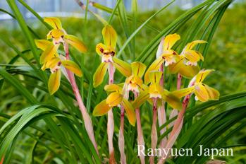 春蘭 蘭裕園 Ranyuen