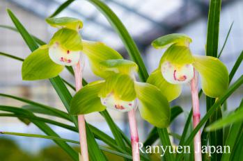 春蘭 蘭裕園 Ranyuen