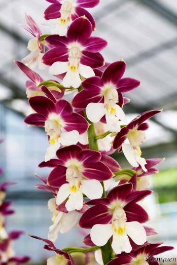 エビネ 蘭裕園 Ranyuen